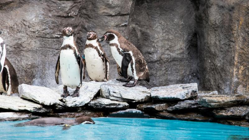 Science : Role of a Modern Zoo