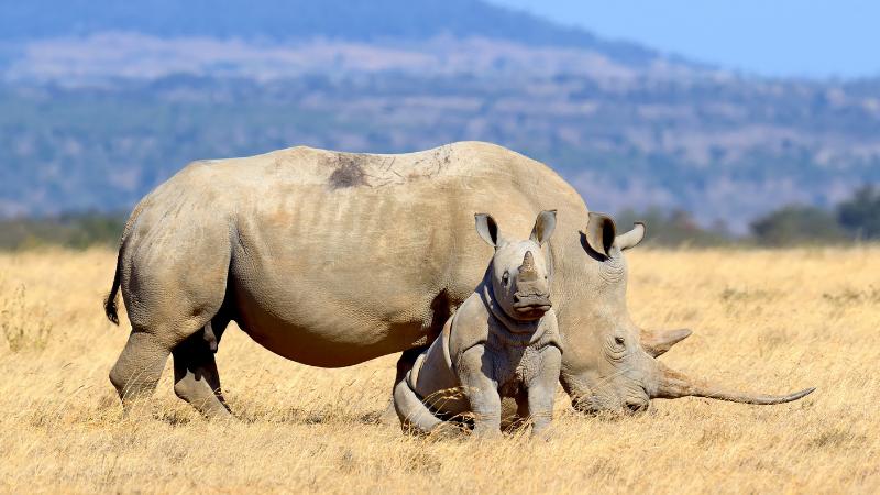 Animals : Animal Conservation