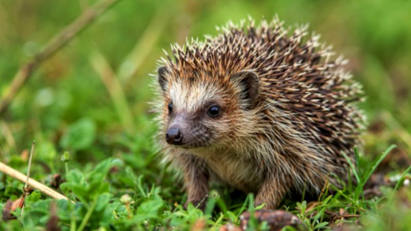 Animals : British Wildlife